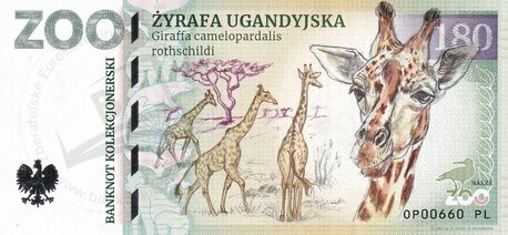 180 ZOO OPOLE Žyrafa ugandyjska