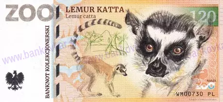 120 ZOO Warszawa Lemur katta