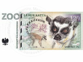 120 ZOO WROCŁAW (Lemur katta) 2022