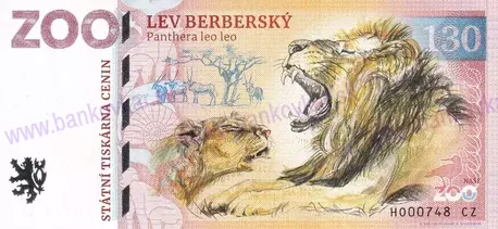 130 ZOO HODONÍN Lev berberský 2025