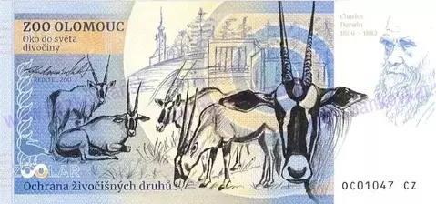 130 ZOO OLOMOUC Lev berberský 2023