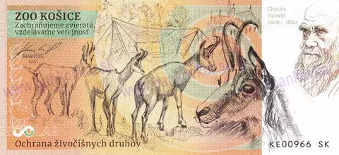 140 ZOO Košice Medveď hnedý 2025