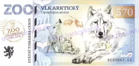150 ZOO OLOMOUC Tygr ussurijský 2023