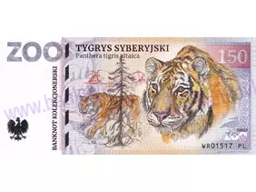 150 ZOO WROCŁAW (Tygrys syberyjski) 2022