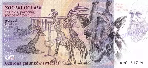 150 ZOO WROCLAW Tygrys syberyjski