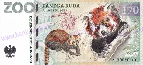 170 ZOO PŁOCK Pandka ruda