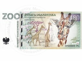180 ZOO OPOLE (Žyrafa ugandyjska) 2022