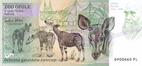 180 ZOO OPOLE Žyrafa ugandyjska