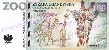 180 ZOO OPOLE Žyrafa ugandyjska
