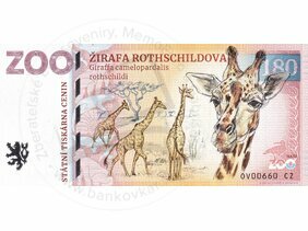 180 ZOO OSTRAVA (Žirafa Rothschildova) 2023