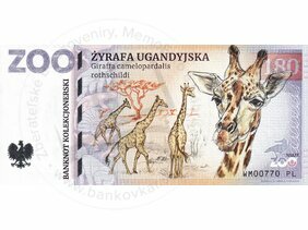 180 ZOO WARSZAWA (Žyrafa ugandyjska) 2023