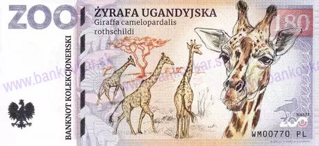 180 ZOO WARSZAWA Żyrafa ugandyjska