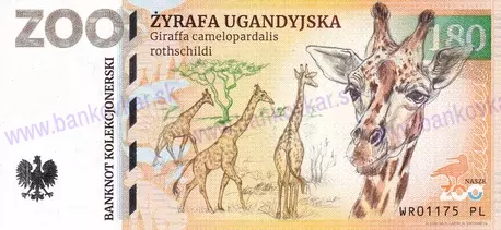 180 ZOO WROCLAW Żyrafa ugandyjska