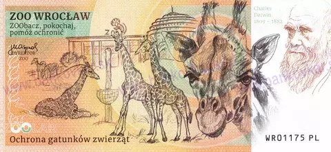 180 ZOO WROCLAW Żyrafa ugandyjska