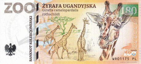 180 ZOO WROCLAW Żyrafa ugandyjska