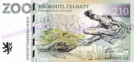 210 ZOO DVOREC Krokodýl čelnatý 2024