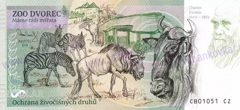 210 ZOO DVOREC Krokodýl čelnatý 2024