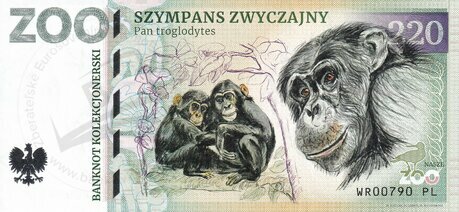 220 ZOO WROCŁAW Szympans zwyczajny