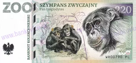 220 ZOO WROCŁAW Szympans zwyczajny