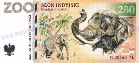 280 ZOO PŁOCK Słoń indyjski