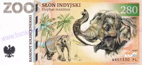 280 ZOO WROCŁAW Słoń indyjski