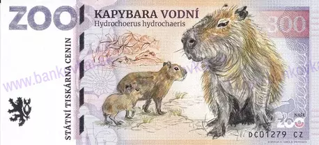 300 ZOO DĚČÍN Kapybara vodní 2024