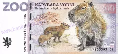 300 ZOO DĚČÍN Kapybara vodní 2024