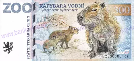 300 ZOO ZLÍN Kapybara vodní 2025