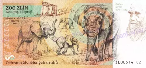 330 ZOO ZLÍN Lev konžský 2025