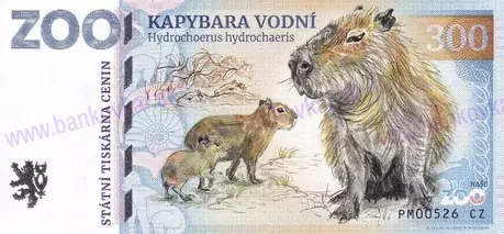 350 ZOO PLZEŇ Kapybara vodní 2025