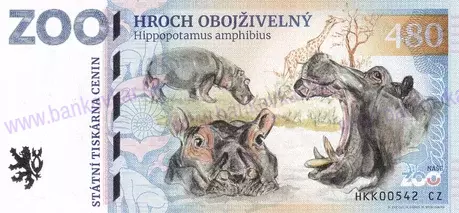 480 ZOO Dvůr Králové n./L Hroch obojživelný 2025