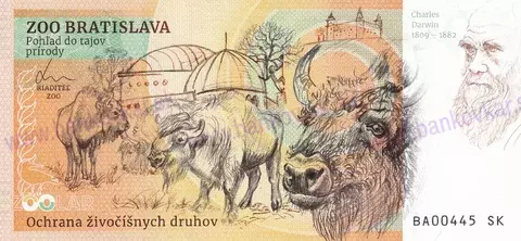 630 ZOO Bratislava Lev juhoafrický-2