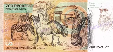 630 ZOO DVOREC Lev jihoafrický 2024